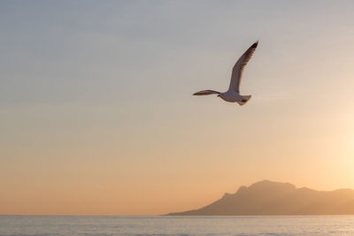 Bird flying over sea against sky