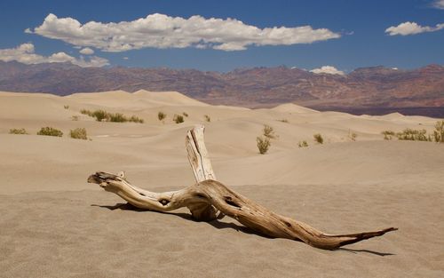 Dead tree on desert against sky