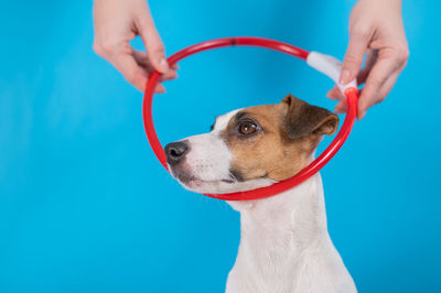 Midsection of man with dog