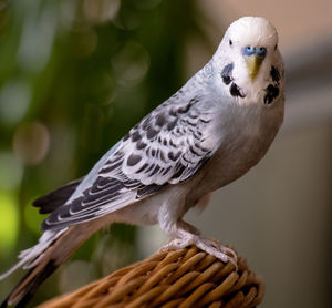 Close-up of parrot perching on wood