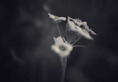Close-up of flowering plant