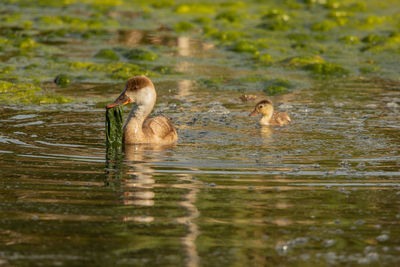 Ducks in a lake
