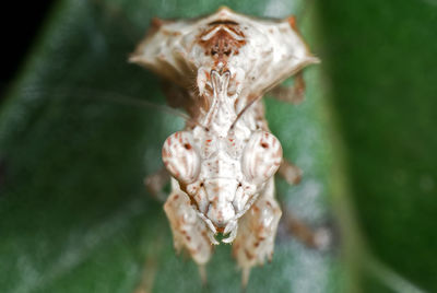 Close-up of animal skull