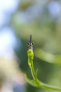 Close-up of insect on plant