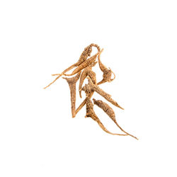 Close-up of dried plant against white background