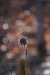 Close-up of wilted plant