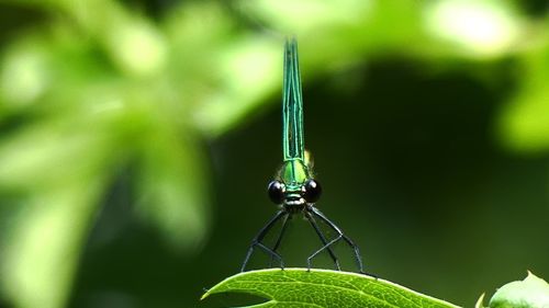 Close-up of dragon-fly