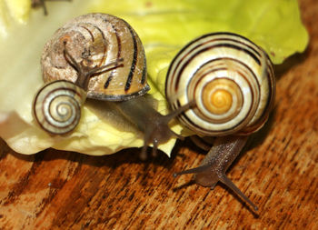 Macro shot of snails on lettuce