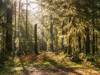 Pine trees in forest