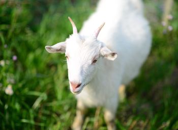 High angle view of white goat on grass