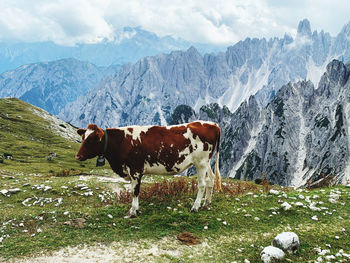 Cow standing on field