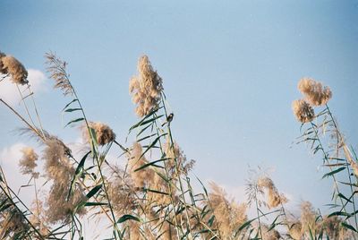 Low angle view of flowering plants against clear sky