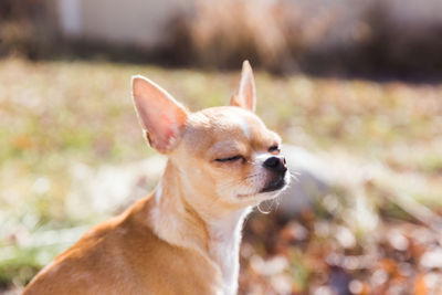 Cute chihuahua puppy soaks up some sunlight in the back yard.