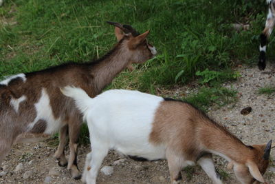 View of two cats on field