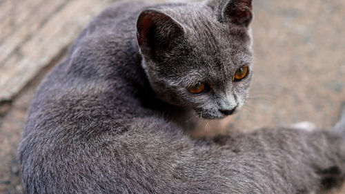 Close-up of cat