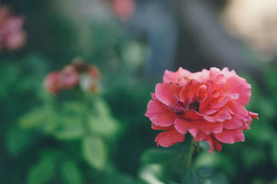 Close-up of pink flower