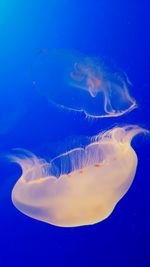 Jellyfish swimming in sea