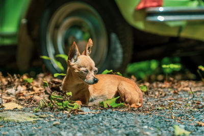 Fox lying on field