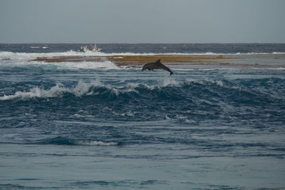 View of a bird in the sea