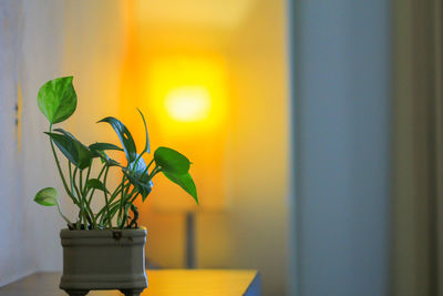 Close-up of potted plant at home