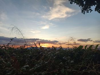 Silhouette plants on field against sky during sunset