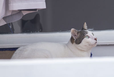 Close-up of a cat looking away