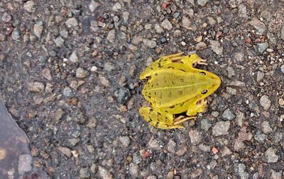 High angle view of butterfly on road
