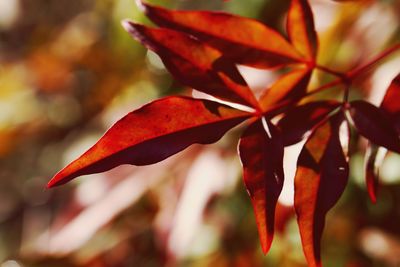 Close-up of red leaves on plant during autumn