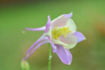 Close-up of purple flowers