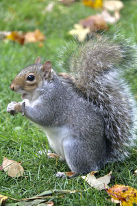 Close-up of squirrel