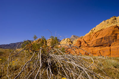 Low angle view of plants against clear blue sky