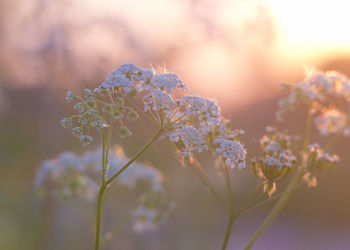 Close-up of purple flowering plant