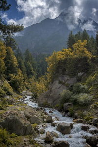 Scenic view of stream flowing amidst trees against sky