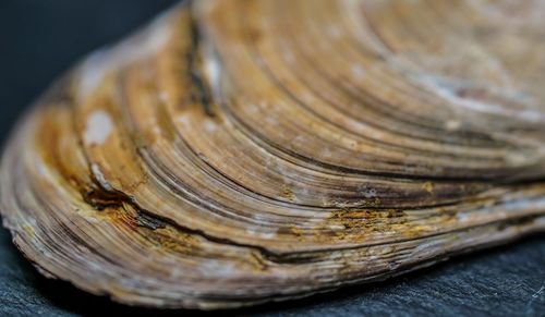 Close-up of shell on tree trunk