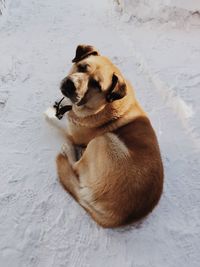 High angle view of a dog on snow