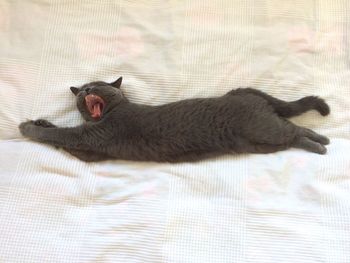 Cat resting on bed