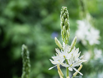 Close-up of flowering plant