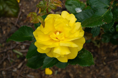 Close-up of yellow flowering plant