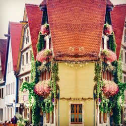 Low angle view of flowering plants by building