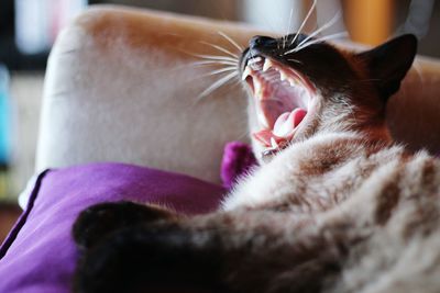 Close-up of cat yawning