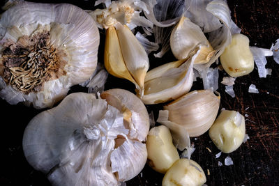 High angle view of shells