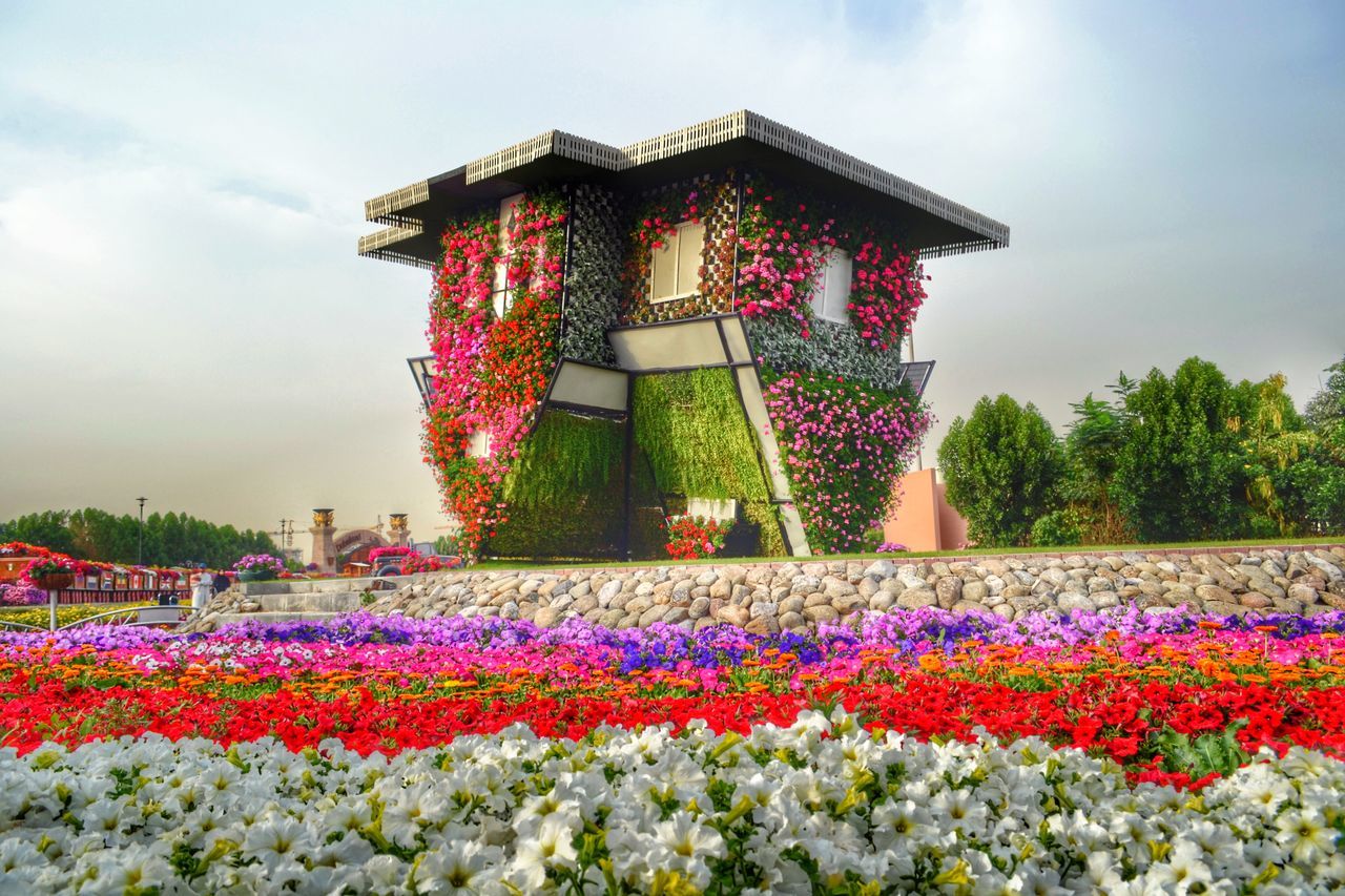 flower, sky, fragility, freshness, multi colored, built structure, beauty in nature, building exterior, architecture, pink color, cloud - sky, nature, growth, petal, blooming, plant, day, outdoors, abundance, no people