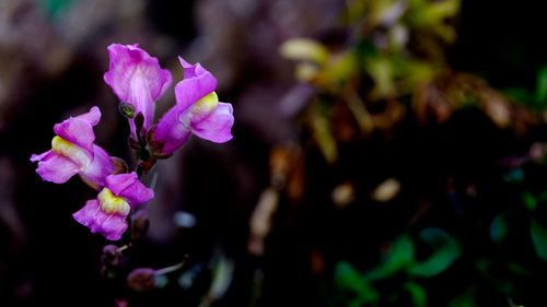 Close-up of pink flowering plant