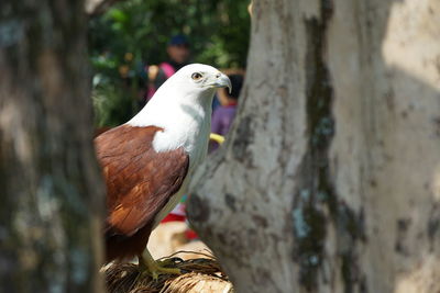 Close-up of bird perching on wooden post