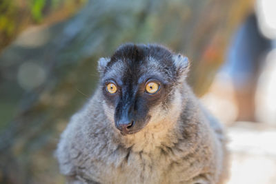 Close-up portrait of a brown lemur