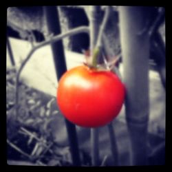 Close-up of tomatoes