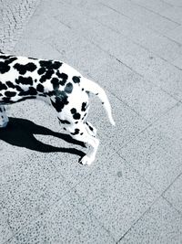 High angle view of dog on floor