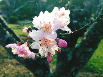 Close-up of cherry blossoms