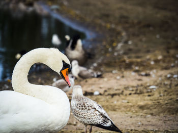 Close-up of swan on water