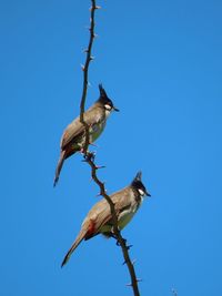 Low angle view of bird perching on branch